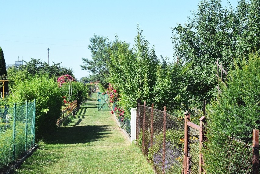 Ogródki działkowe w Oleśnicy zagłębiem relaksu. Tak w minionym roku urządzili się oleśniczanie 