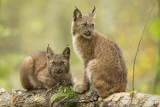 Wybierasz się do lasu na grzyby lub w góry? Uważaj na drapieżniki! One też tam będą! [GALERIA]