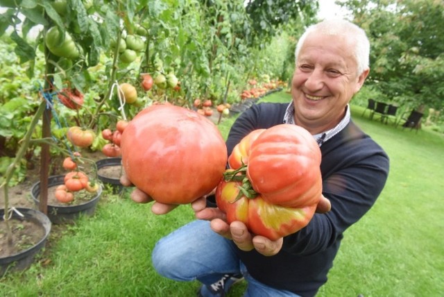 Zbigniew Oleksiejuk z Zielonej Góry wyhodował pomidory giganty. Krzaki mają prawie cztery metry, zaś niektóre owoce ważą prawie 2 kg