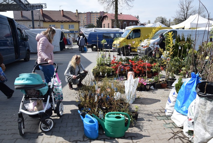 Wiosna w ogrodzie i na parapetach, to czas sadzenia i...