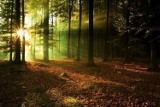 Nadleśnictwo Antonin. Jesienny las na niezwykłych zdjęciach