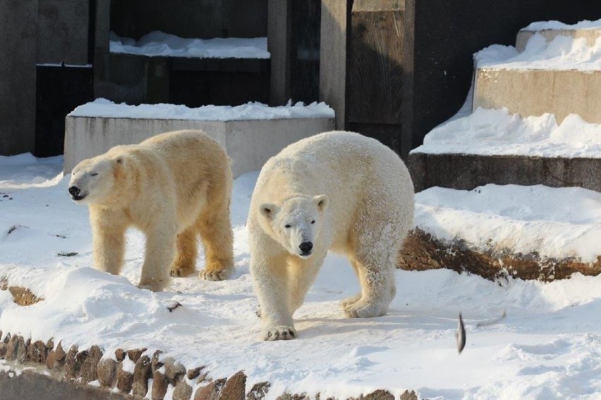 Niedźwiedzie z warszawskiego ZOO obchodzą 5 urodziny...