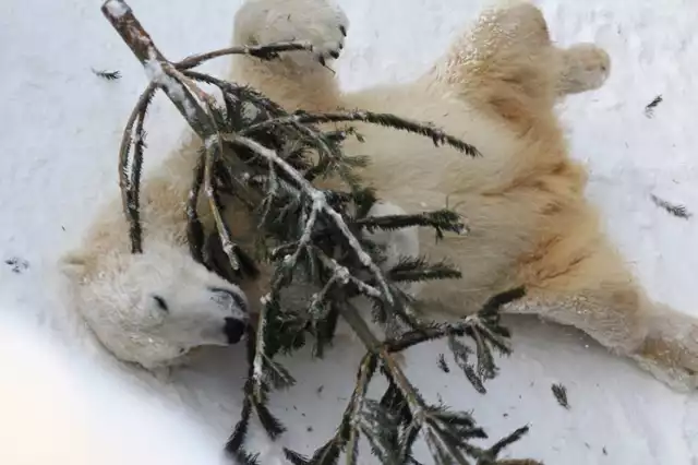 Niedźwiedzie z warszawskiego ZOO obchodzą 5 urodziny [ZDJĘCIA]