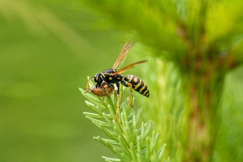 Osy, trzmiele, szerszenie, pszczoły... Umiesz odróżnić te owady? Czym grozi ukąszenie?