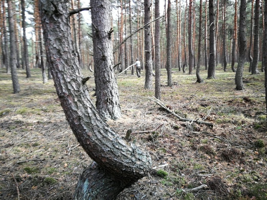Widziałeś kiedyś tańczące drzewa? Na Dolnym Śląsku jest tańczący las sosen. Warto to zobaczyć