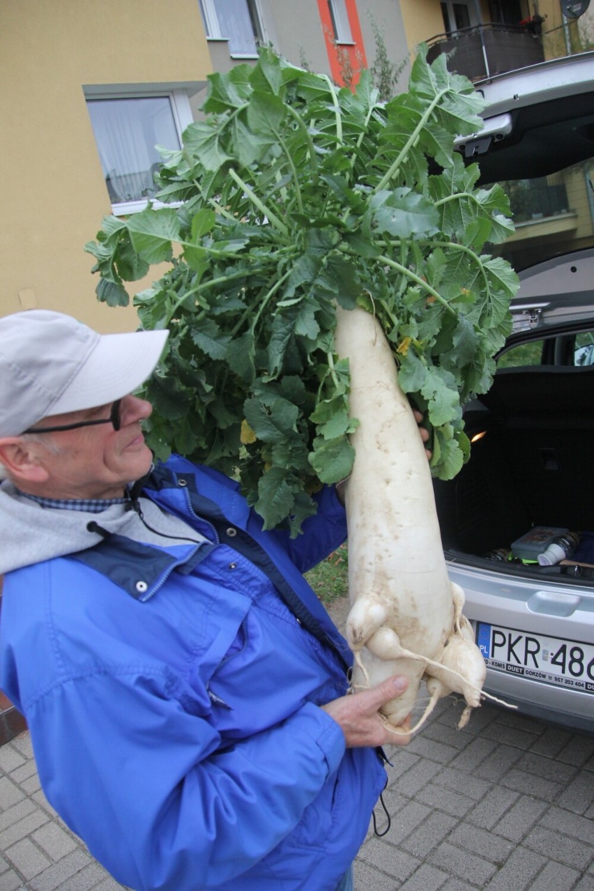 Ta gigantyczna rzodkiew waży prawie 8 kilogramów! ZDJĘCIA