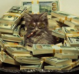 Cashcats: Te koty mają więcej gotówki niż my!! [GALERIA] 