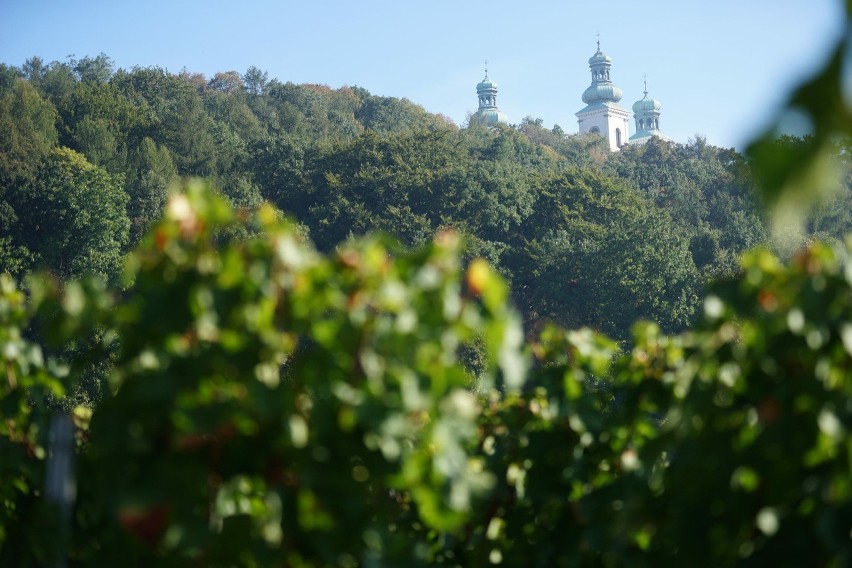 Klasztor Kamedułów Kraków: w winnincy na krakowskich Bielanach powstaje wino [ZDJĘCIA]