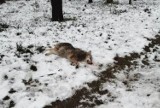 Na poboczu drogi do Zielonej Góry leży martwy wilk. Prawdopodobnie został potrącony przez samochód