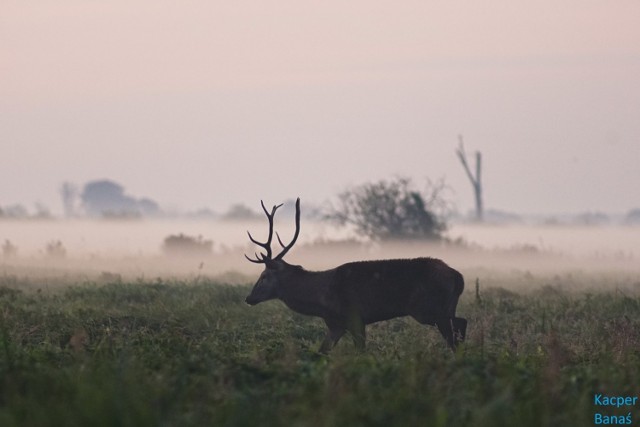 Rykowisko jeleni byków w okolicach Świebodzina