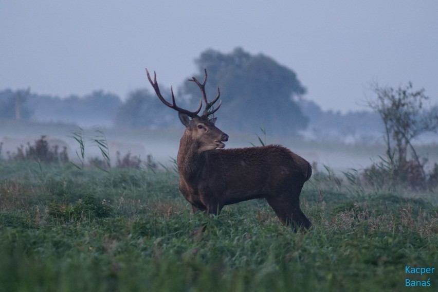 Rykowisko jeleni byków w okolicach Świebodzina