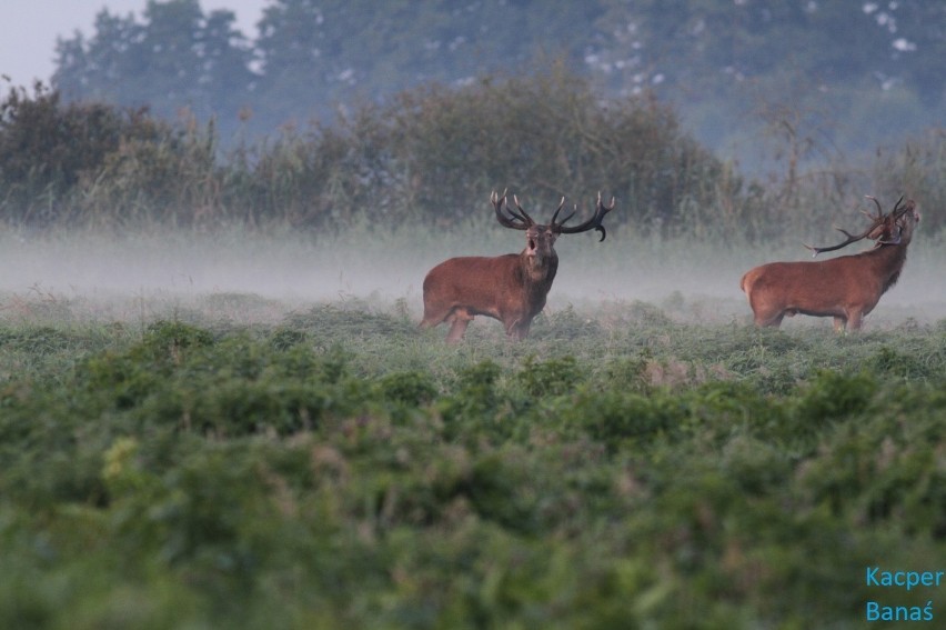 Rykowisko jeleni byków w okolicach Świebodzina