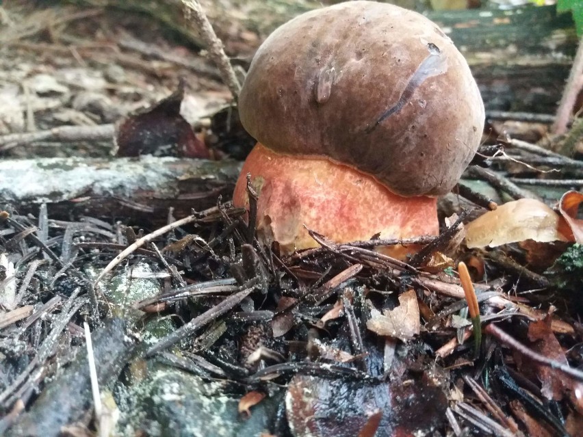 Konieczna, granica państwa. Lasy rozległe, jest gdzie...