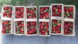 Ceny truskawek 2020. Owoce można już kupić na ulicznych straganach w Opolu. Ile kosztuje kilogram i czy to już polskie truskawki?