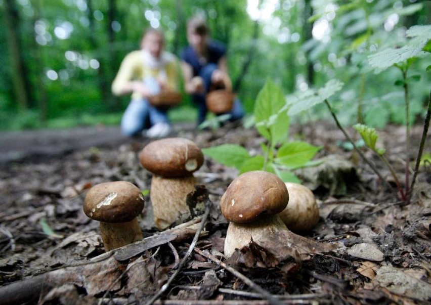 Gdzie na grzyby 2019: Górny Śląsk, Zagłębie, Beskidy, Jura Krakowsko-Częstochowska, okolice Rybnika [NAJLEPSZE MIEJSCA W WOJ. ŚLĄSKIM]