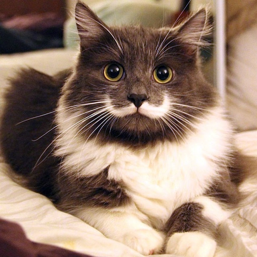 Hamilton - najbardziej hipsterski kot świata.