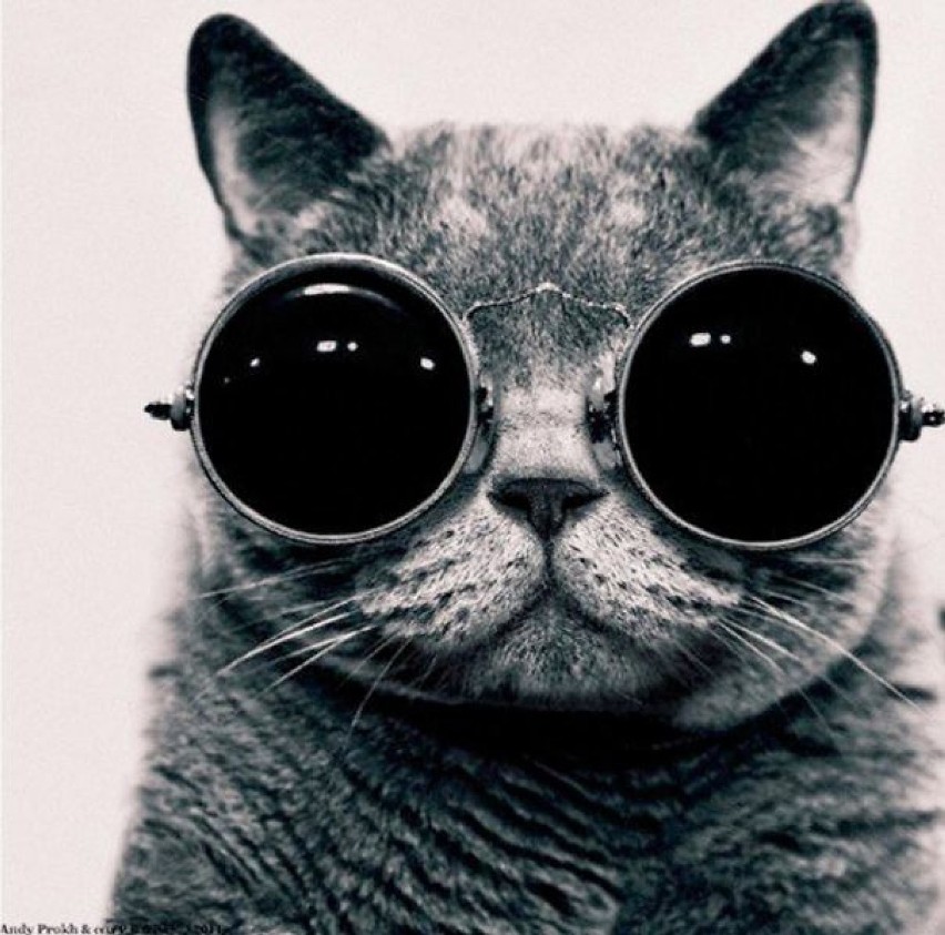 Lilu - kot w ciemnych okularach