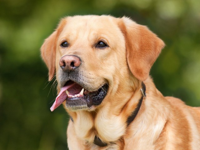 Labrador retriever 

Przed kilkoma laty labradory były najpopularniejszymi psami w Polsce. Do tej pory są chętnie kupowane przez rodziny z dzieckiem oraz młode osoby, szukające inteligentnego, posłusznego, wesołego, przyjacielskiego i spokojnego psa. 

Psy te uwielbiają wodę. Ponad to mają doskonały węch. Z tego powodu często wykorzystywane są w służbach specjalnych do tropienia narkotyków. Dodatkowo są najczęściej wybieraną rasą na przewodników dla osób niewidomych lub niepełnosprawnych.

Wysokość 55-62 cm
Masa 25-35 kg 
Cena 1500-3000 zł