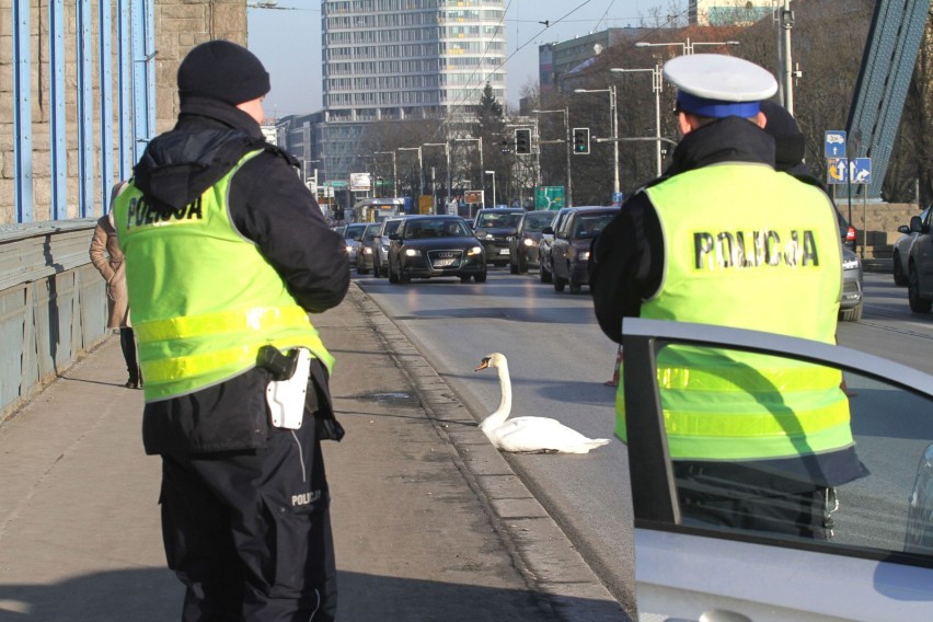 Osoby zainteresowane pełnieniem służby w Policji powinny...