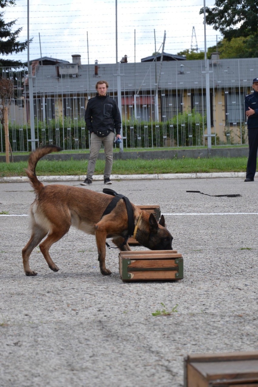 Kraków. Nabór psów do policji [WIDEO, ZDJĘCIA]