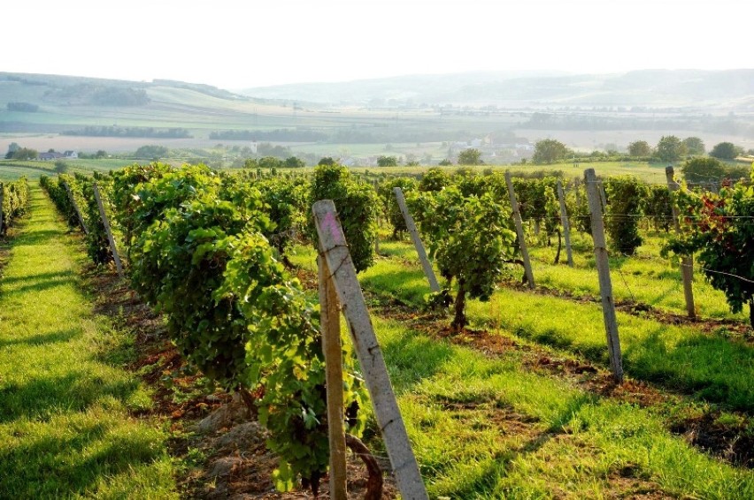 Na świętego Marcina do Czech szlakiem wina