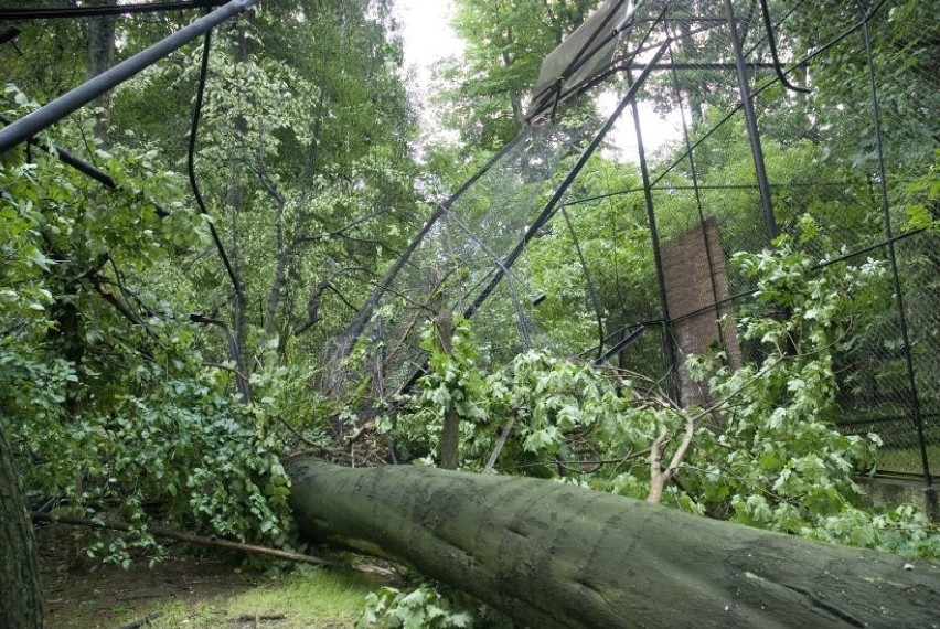 ZOO w Krakowie po nawałnicy: uciekły dwa ptaki [ZDJĘCIA, WIDEO]