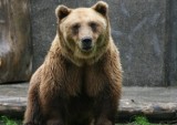 Niedźwiedzie brunatne "wyczuwają niepokornych" w Tatrach. Nie zostawiaj po sobie śmieci