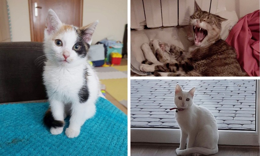 Galeria zdjęć kotów naszych czytelników