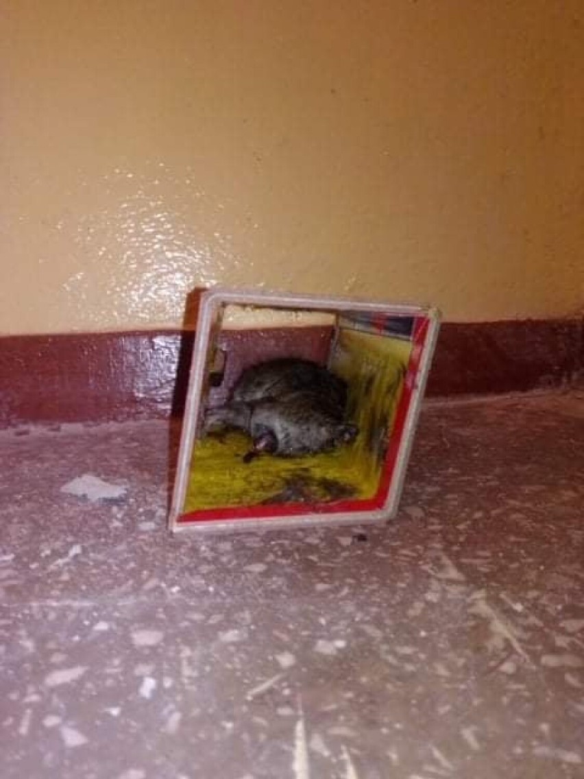 Szczury w bloku na Zbiegniewskiej 15 we Włocławku