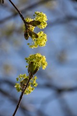 Imieniny Cyriaka. Najbliższe wypadają 16.03. Wiersze imieninowe dla Cyriaka