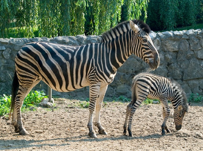 Mała zebra w krakowski zoo [ZDJĘCIA]