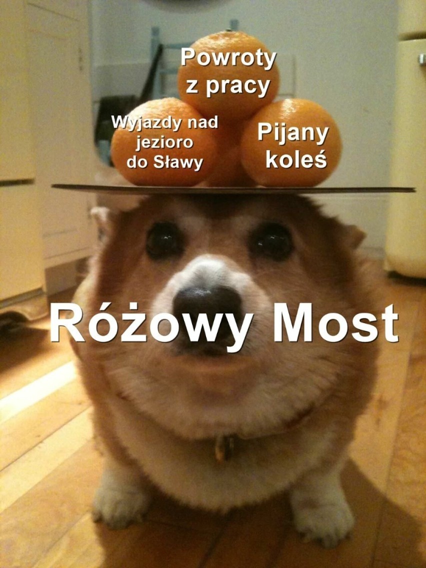 Memy o Głogowie