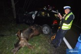 Wypadek na trasie Płock - Włocławek. Volkswagen polo zderzył się z łosiem [zdjęcia]