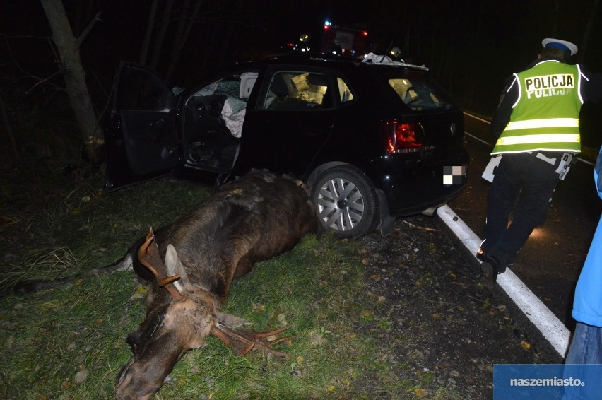 Wypadek na trasie Płock - Włocławek. Volkswagen polo zderzył się z łosiem [zdjęcia]