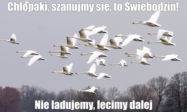 MEMY o Świebodzinie