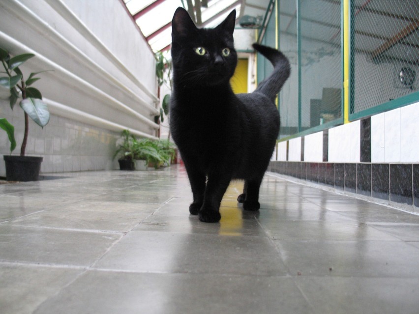 Czarny kot przesąd - to kolejny z najpopularniejszych...