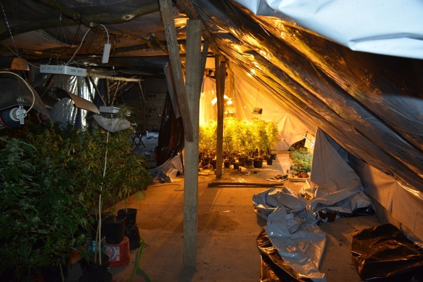 Plantacja marihuany w powiecie radziejowskim. Policjanci odkryli 340 krzaków na strychu [zdjęcia]