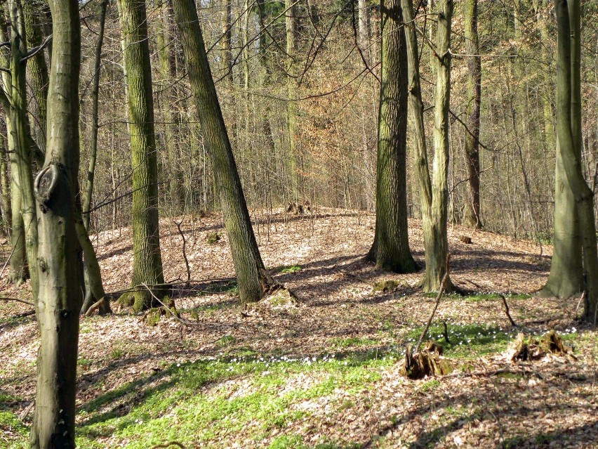 Rezerwat Dąbrowa - Smoszew