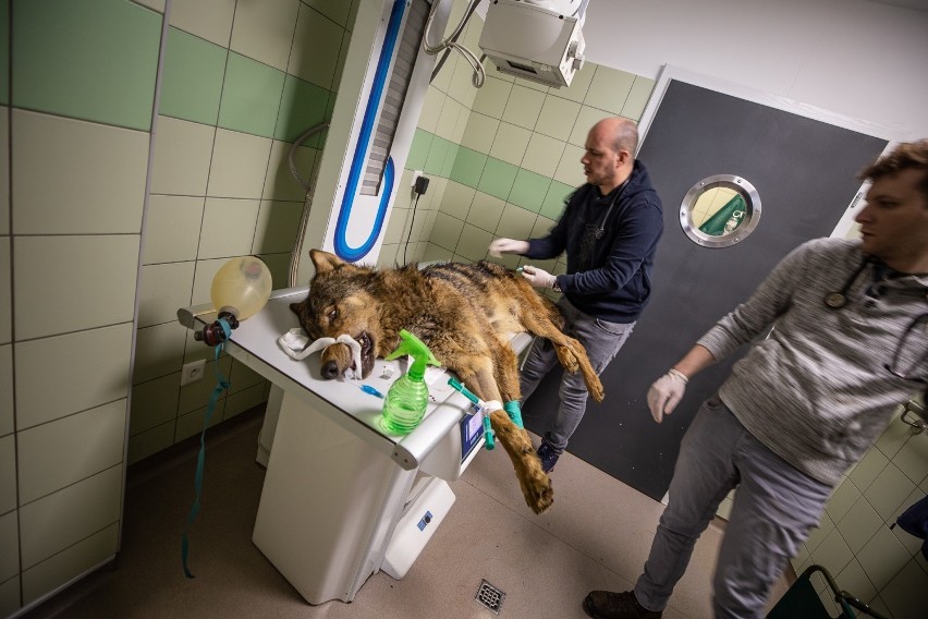 Miesiąc temu cudem uniknął śmierci. Wilk wraca do zdrowia w Ośrodku Rehabilitacji Zwierząt Chronionych w Przemyślu