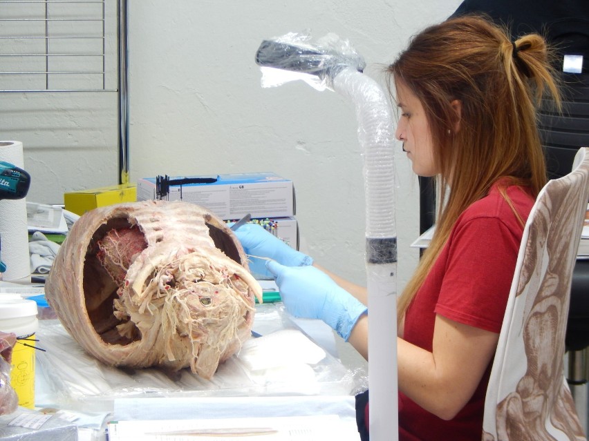 Plastinarium w Guben.