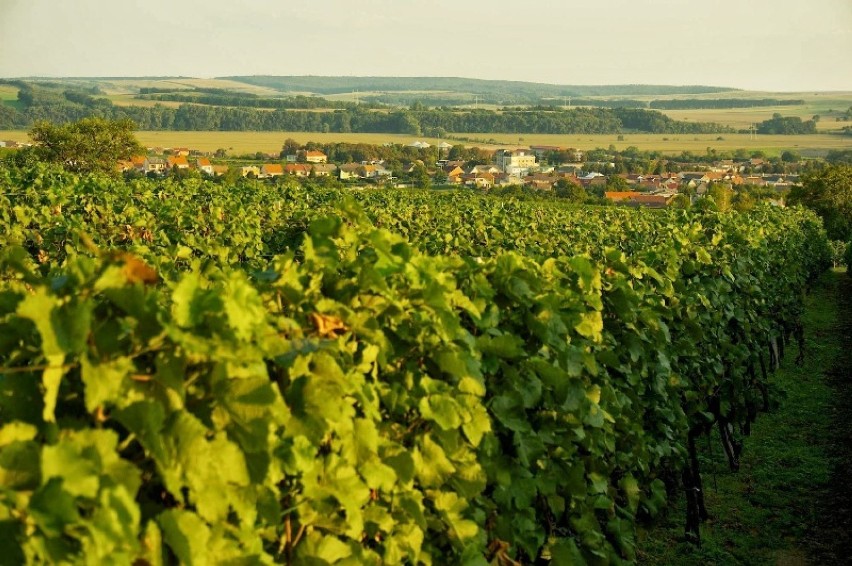 Na świętego Marcina do Czech szlakiem wina