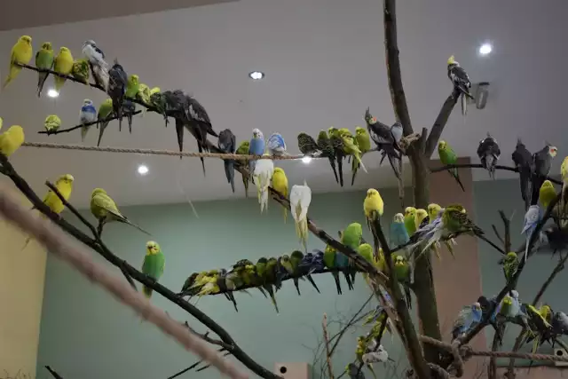 Papugi mieszkańcy podrzucali w klatkach rankiem zanim pracownicy ośrodka rehabilitacji dla dzikich zwierząt przychodzili do pracy. Kliknij w zdjęcie i przejdź do galerii >>>>