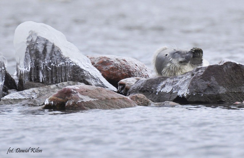 Szczeniak foki odpoczywający na kamieniach
