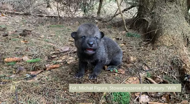 Mały wilczek znaleziony w Beskidzie Żywieckim.