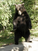 Tatrzańskie niedźwiedzie przeżyły kłusownictwo. One rządzą w górach
