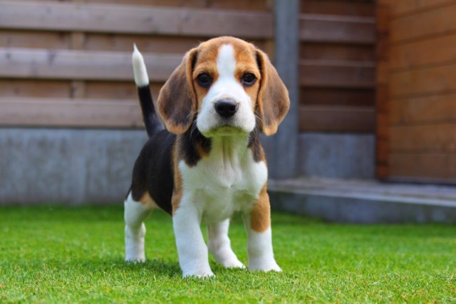 Ostatnią prezentowaną rasą jest beagle. Ta rasa budzi trochę kontrowersji jeśli chodzi o relacje z dziećmi ze względu na jego upór i niezależność. Należy pamiętać, że beagle powinien uczęszczać  na szkolenie. Dzięki temu będzie zdyscyplinowany. Poza tym jest bardzo żywiołowy, energiczny, uwielbia zabawę. Tolerancyjny wobec dzieci.