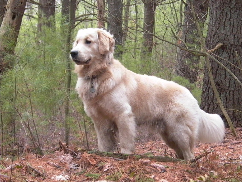 Golden retriever - idealny przyjaciel rodziny. Nadaje się do...