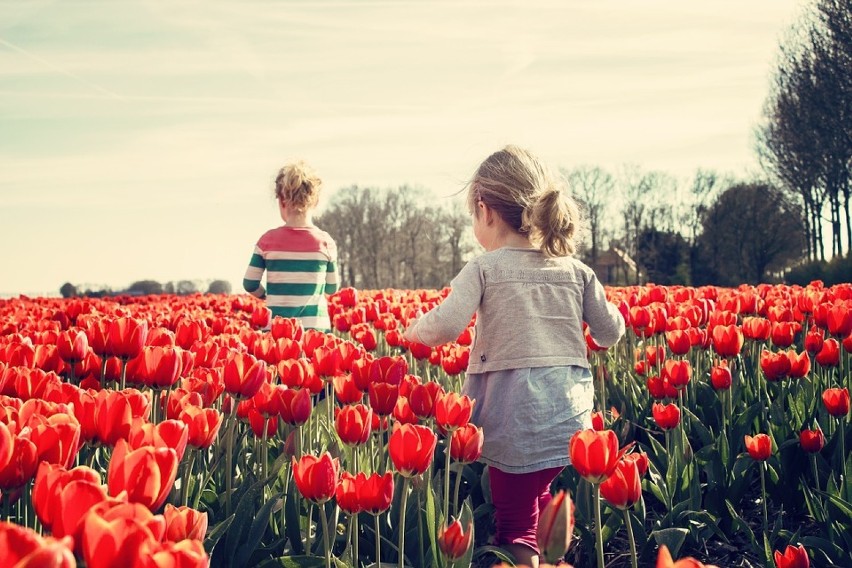 Prawie 100 odmian tulipanów prezentowanych samodzielne i...