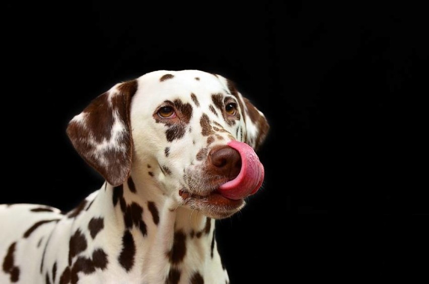 Euro Dog Show 2018 w Warszawie. W tym roku odbędzie w dniach...