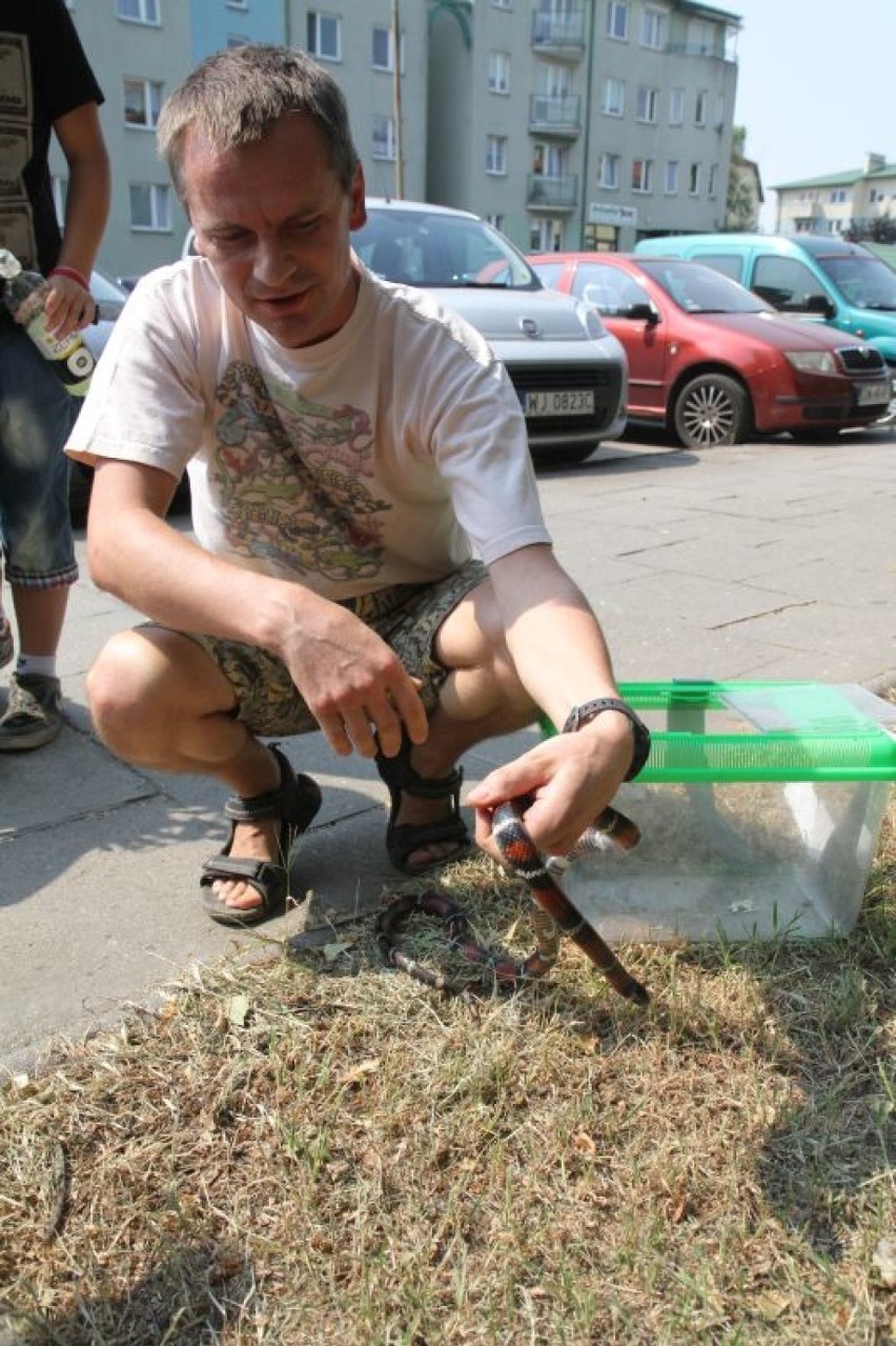 Wąż we Wrocławiu - szukano go na całym osiedlu